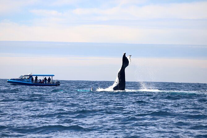 Whale Watching Discovery Tour from Lake Macquarie - Who Will Love This Tour?
