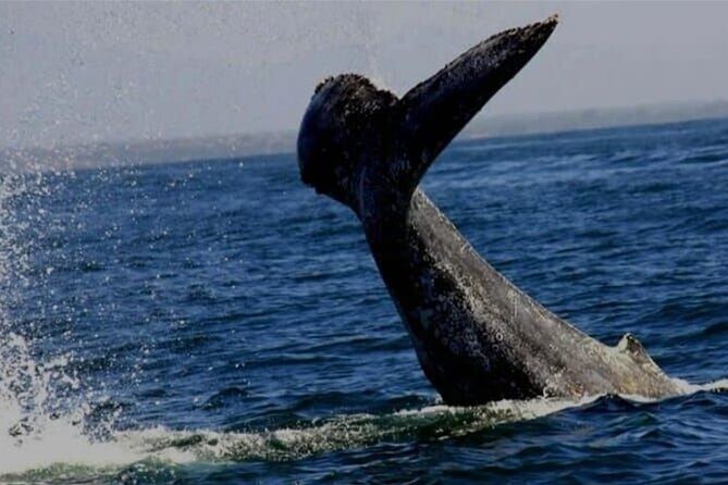Whale Watching in Puerto Vallarta Bay - The Scenic Cruise and Whale Encounters