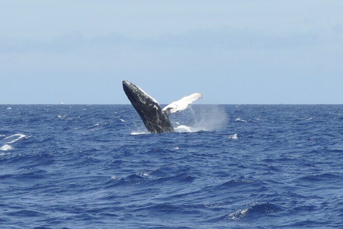 Whale Watching on Coral Princess in Bermuda - Price Analysis and Value