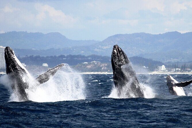 Whale Watching Tour with Spirit of Gold Coast - The Guarantee and Its Value