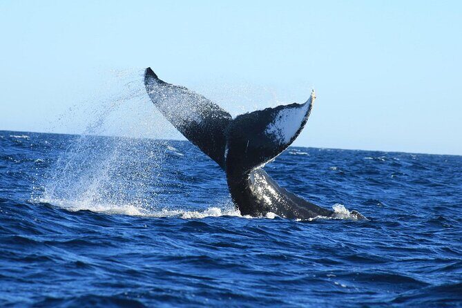 Whale Watching with Arch Tour Included (Beach Time Optional) - Final Thoughts: Who Is This Tour Best For?