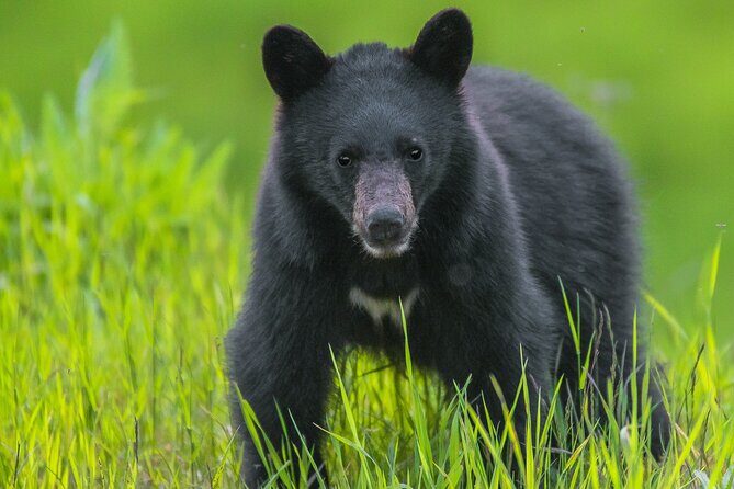 Whistler Bear Tour - Final Thoughts