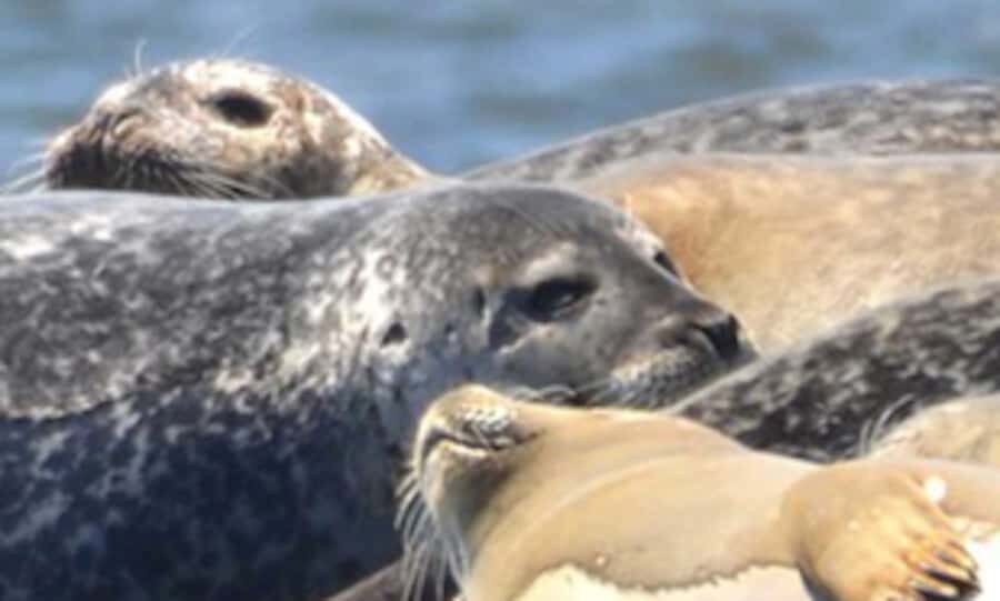 Wickford, RI: Narragansett Bay Seal-Watching Tour by Boat - Who Will Love This Tour?