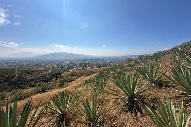 Wild Agaves Hiking Experience in Oaxaca - An In-Depth Look at the Tour Itinerary