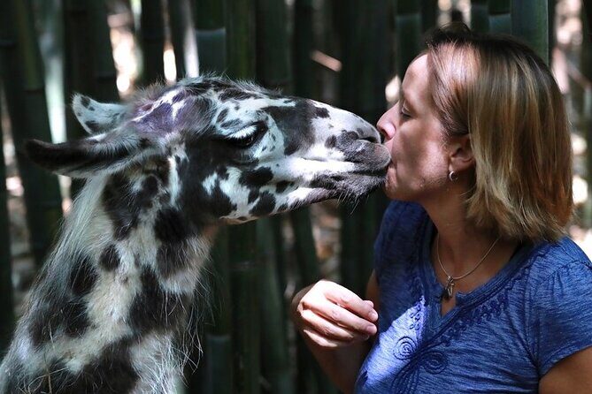 Wine Tasting with Llamas, Alpacas and Guanacos - Practical Details and Logistics