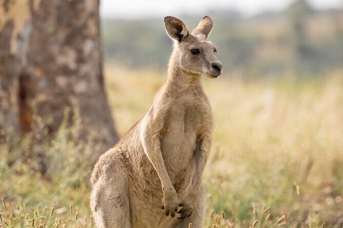 Yarra Valley by night! Private wine, whisky and dinner tour - Practical Details and What to Expect