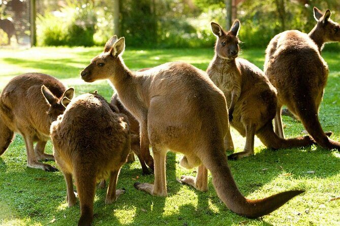 Yarra Valley Small Group | Redwoods, Wildlife, Winery & Chocolate - Who Would Love This Tour?