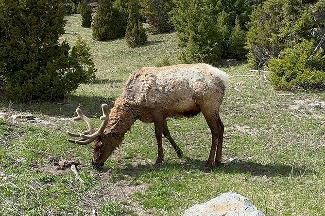 Yellowstone Private Tour - Practical Aspects: Transportation, Duration, and Cost