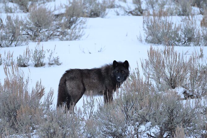 Yellowstone PRIVATE Winter SAFARI and Wolf Watching - What Makes This Tour Stand Out