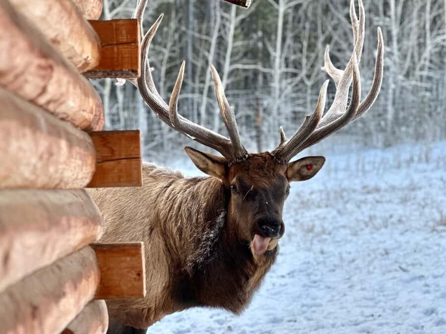 Yukon Wildlife & Nordic Hot Springs Experience - Who Is This Tour Best For?