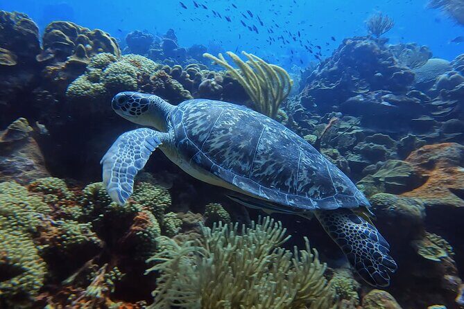 2 guided shore dives in Curacao - What Makes the Dives Special?