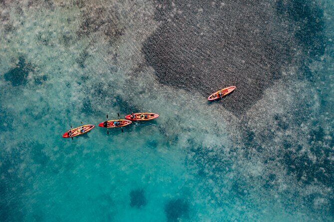 2 Hour Mangrove Kayak and Snorkel Tour - The Itinerary: What to Expect