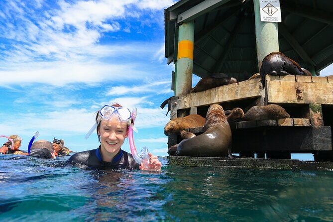 2 hour Seals & Seadragon Swim - Who Will Love This Tour?