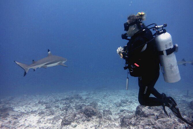 2 Tank (1 Day) Guided Diving for Certified Divers - Denarau Marina - The Value of This Dive Tour