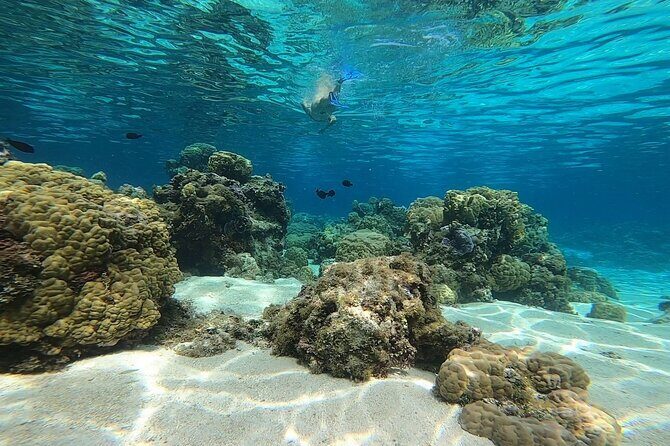 3h dolphin and snorkeling tour in a wild lagoon with Mobydick - What Makes This Tour Stand Out?