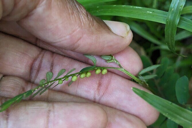 A Day of Relaxation in the Jungle and Waterfalls of Dominica - Soaking in Ti Kwen Glo Cho Hot Springs