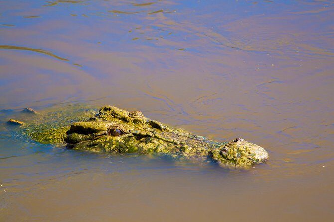 Adelaide River Jumping Croc Cruise - Authenticity and Practical Tips