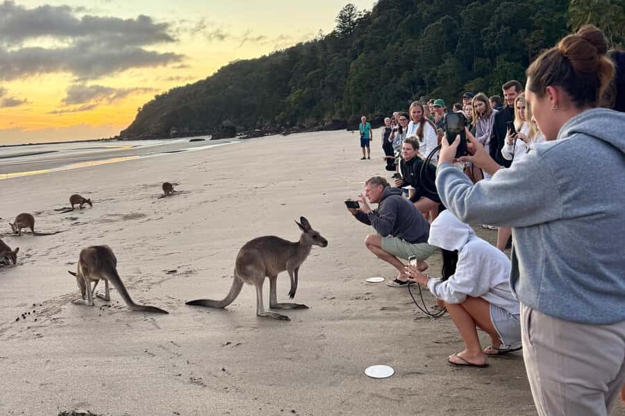 Airlie Beach: Kangaroos on the Beach at Dawn - In-Depth: What Makes This Tour Stand Out
