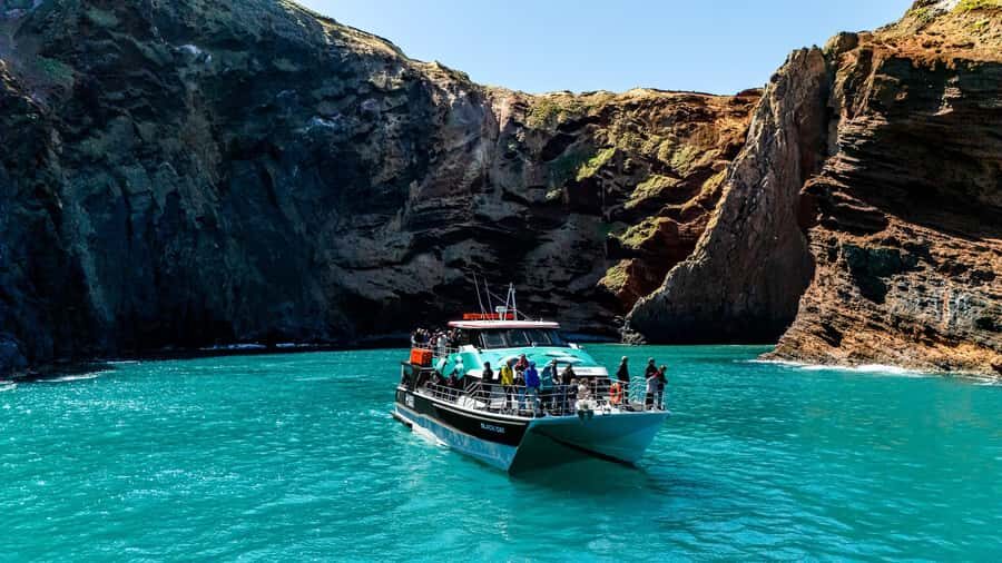 Akaroa Harbour 2-Hour Dolphin Nature Cruise - A Deep Dive into the Experience