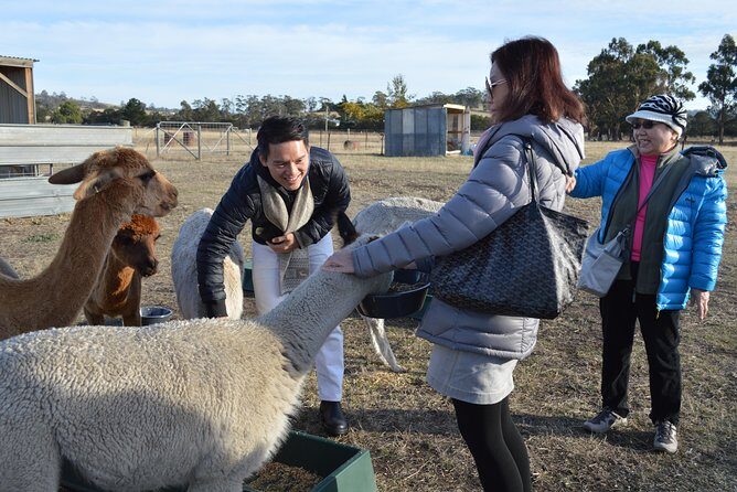Alpaca Farm Tours with Toffeemont - In-Depth Look at the Tour Itinerary