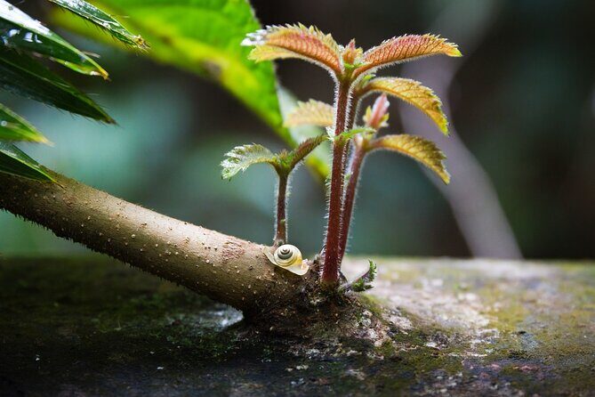 Amazing Daintree Rainforest Tour Waterfall Hike, Lunch, Swim & Crocodile Cruise - What Makes This Tour Stand Out?