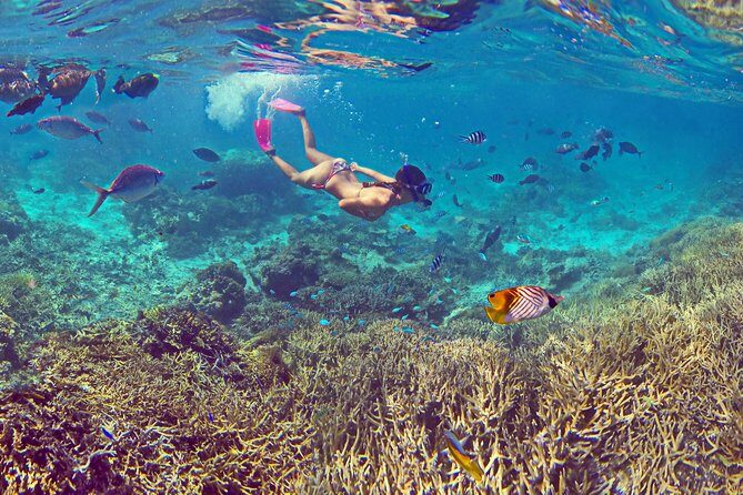 Amedee Lighthouse - The Glass-Bottom Boat: Underwater Beauty