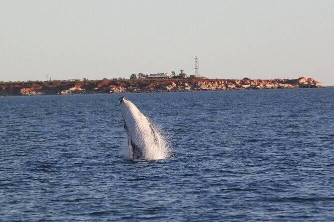 AOC Whale Watching from Broome - Pricing and Value