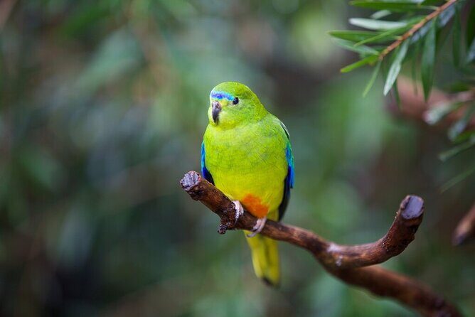 Australian Experience at Werribee Open Range Zoo - excl. entry - Final Thoughts