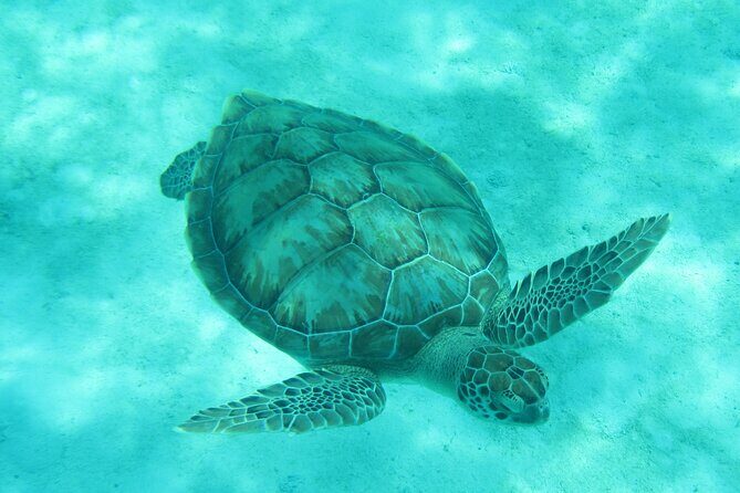 Barbados Snorkeling and Sailing Adventure for Small Groups - Setting Sail from Bridgetown: What to Expect