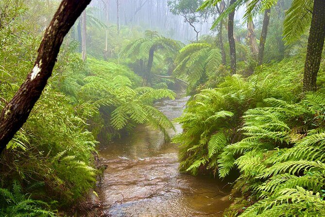 Blue Mountains Day Tours W Scenic World and Lunch - A Detailed Breakdown of the Itinerary