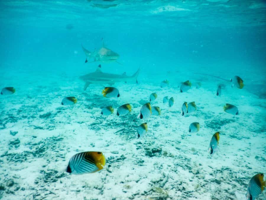 Bora Bora: Half-Day Lagoon Snorkelling Tour - What to Expect: The Practical Details