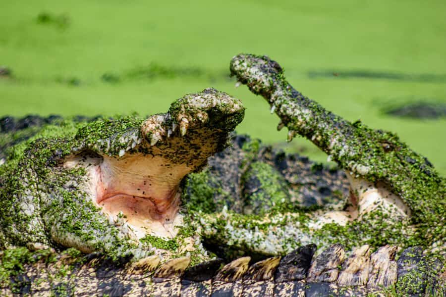 Broome: Matso's Brewery, Museum & Crocodile Park Combo Tour - What Makes This Tour Special?