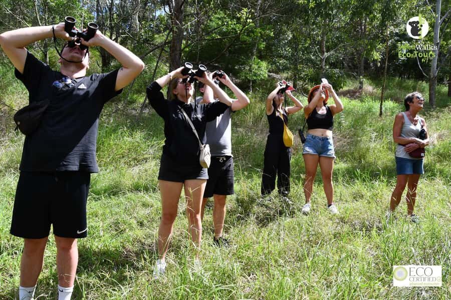 Byron Bay Wild Koala Tour - Final Thoughts: Who Should Consider This Tour?