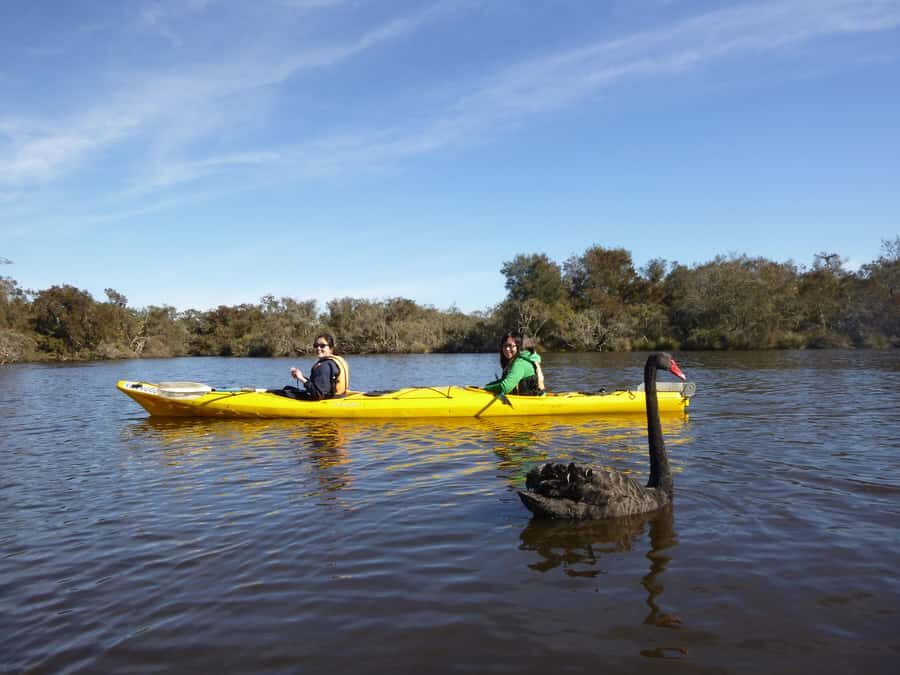 Canning River Half-Day Kayak Wildlife Tour - What You Can Expect on the Tour