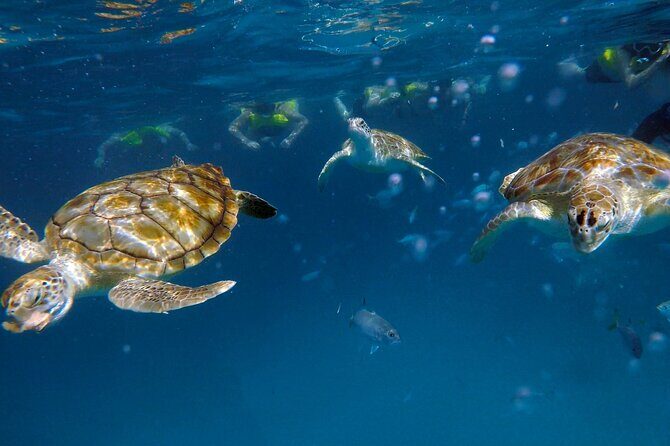 Ches snorkel cruise! turtles & shipwrecks (semi private) - The Sum Up