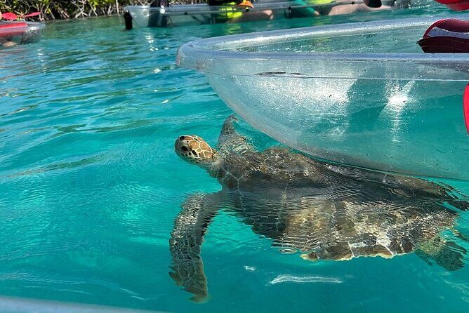 Clear Kayak Tour - Why Choose This Tour?