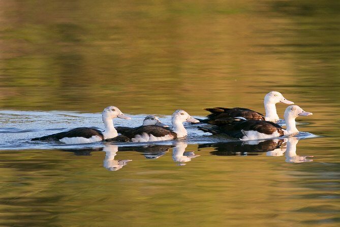 Corroboree Billabong Wetland Cruises - 1.5 hour Morning cruise - Why This Tour Works for Different Travelers