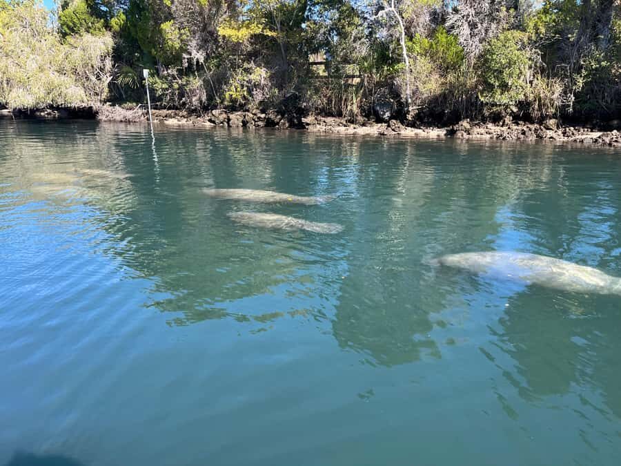 Crystal River: Manatee Eco-Tour Boat Ride - An In-Depth Look at the Crystal River Manatee Eco-Tour