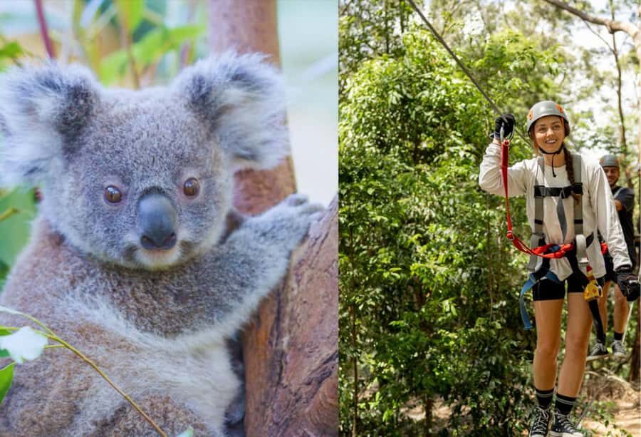 Currumbin Wildlife Sanctuary & TreeTop Challenge Combo - Practical Details and Logistics