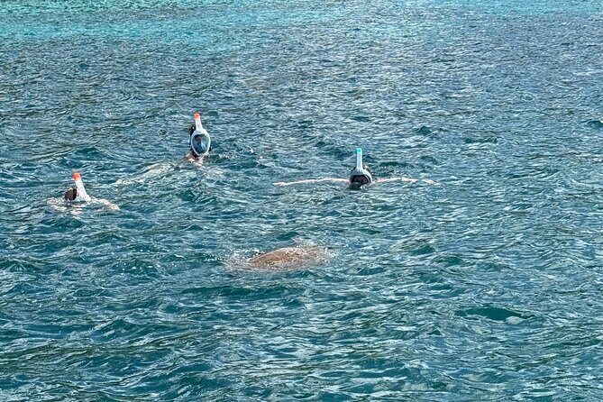 Discovery and snorkeling with sea turtles - Why This Tour Offers Great Value