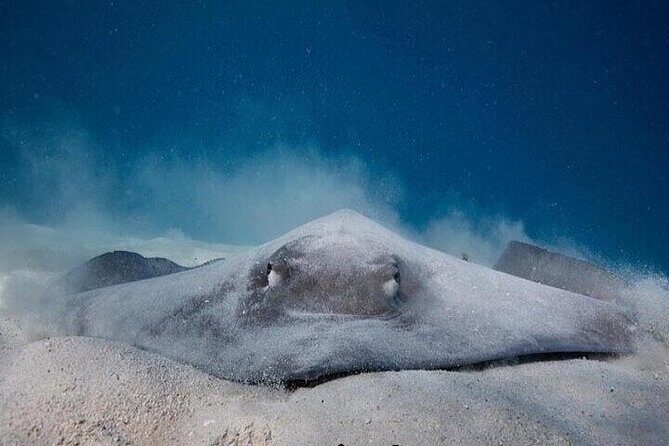 Eco guided excursion to the lagoon of Moorea in transparent kayak 1/2 day morning - Who Should Consider This Tour?  