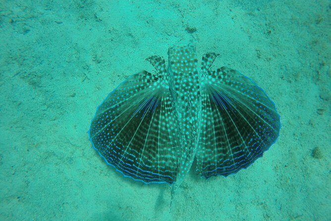 Elegance Catamaran turtles swim and lunch cruise - What You’ll Enjoy on This Cruise