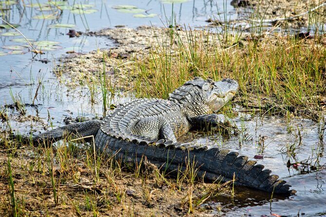Everglades Airboat Ride and Nature Walk Private Tour - Itinerary Breakdown: What To Expect