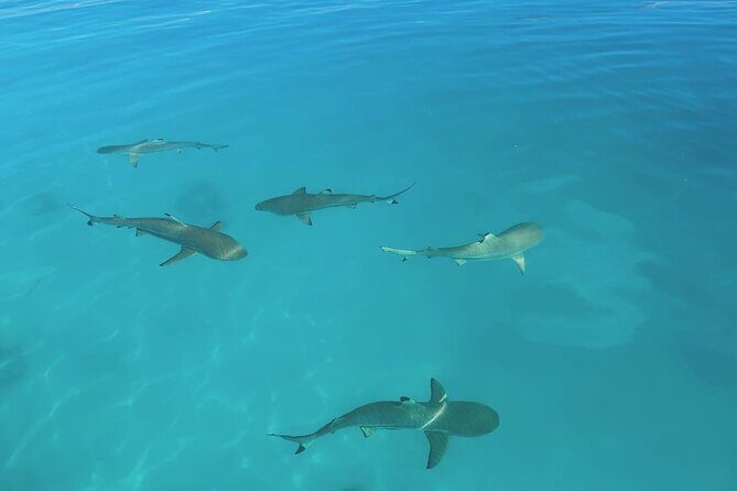 Excursion The Blue Lagoon and Reef Island - FAQ