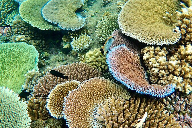 Fijis Best Dolphins tour and Snorkeling Adventure - What Sets This Tour Apart