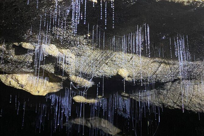From Auckland: Spellbound, Waitomo Glowworm Cave Small Group Tour - Is the Price Worth It?