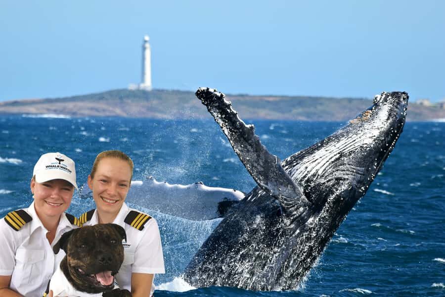 From Augusta: Whale Watching Award Winning Tour - The Boat and the Environment