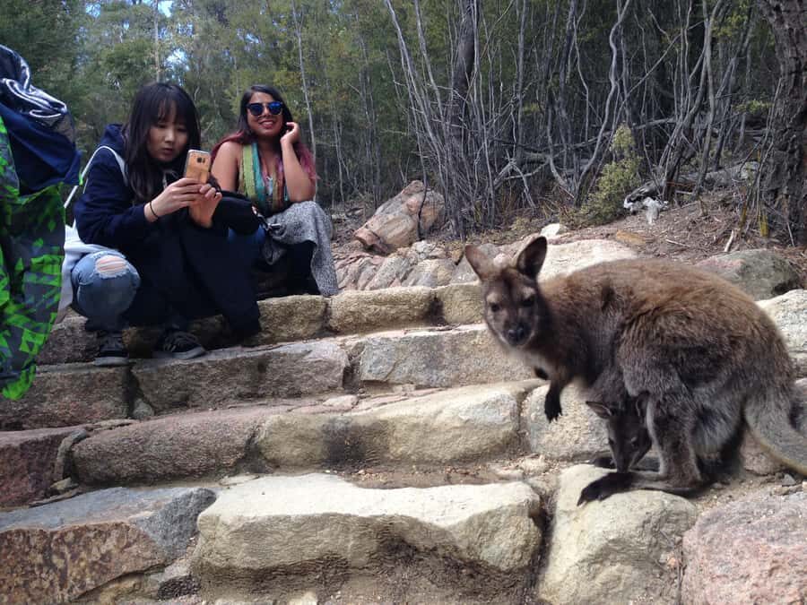 From Launceston: Full-Day Wineglass Bay Explorer Active Tour - What Makes This Tour Stand Out?