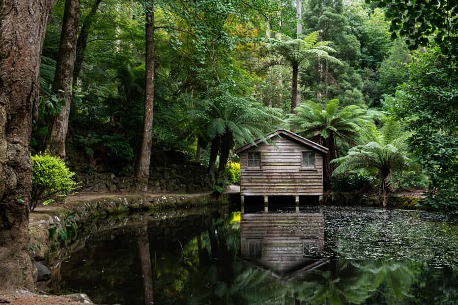 From Melbourne: Dandenong Ranges Private Day Tour - The Forest Walk: A Living Jurassic Park