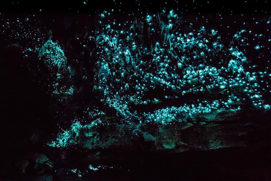 From Paihia: Kawiti Glowworm Caves Guided Tour - Summing It Up: Is This Tour Worth It?